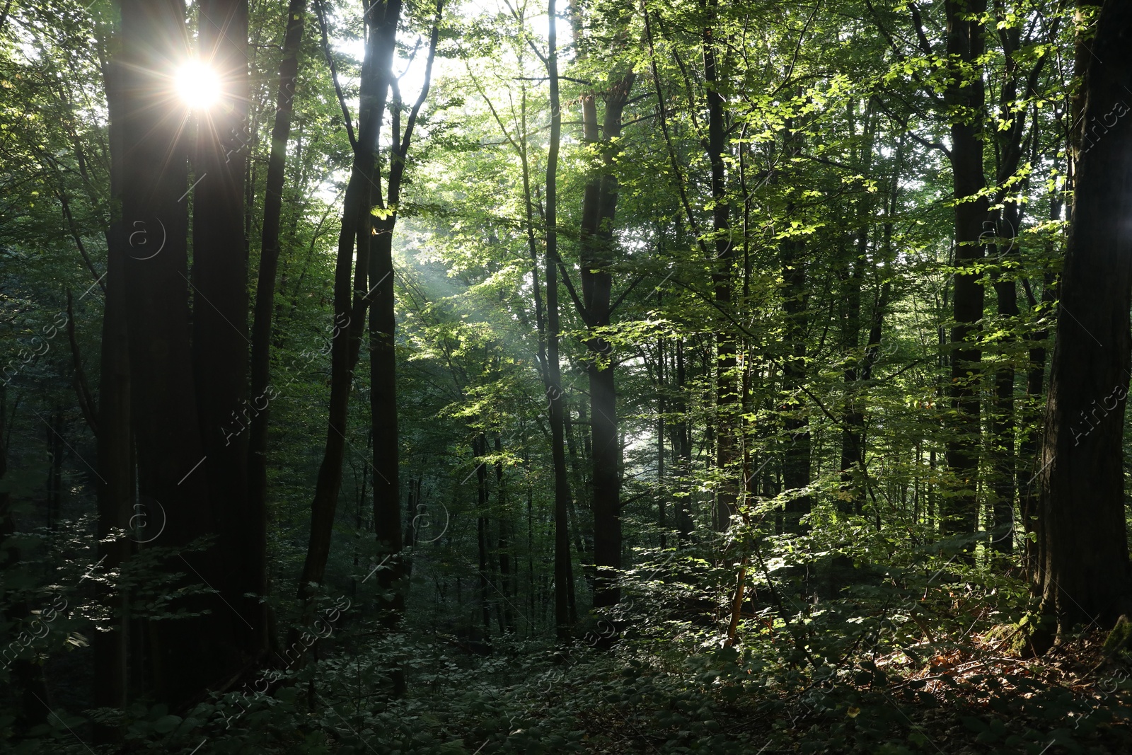 Photo of Beautiful view of forest with many trees in morning