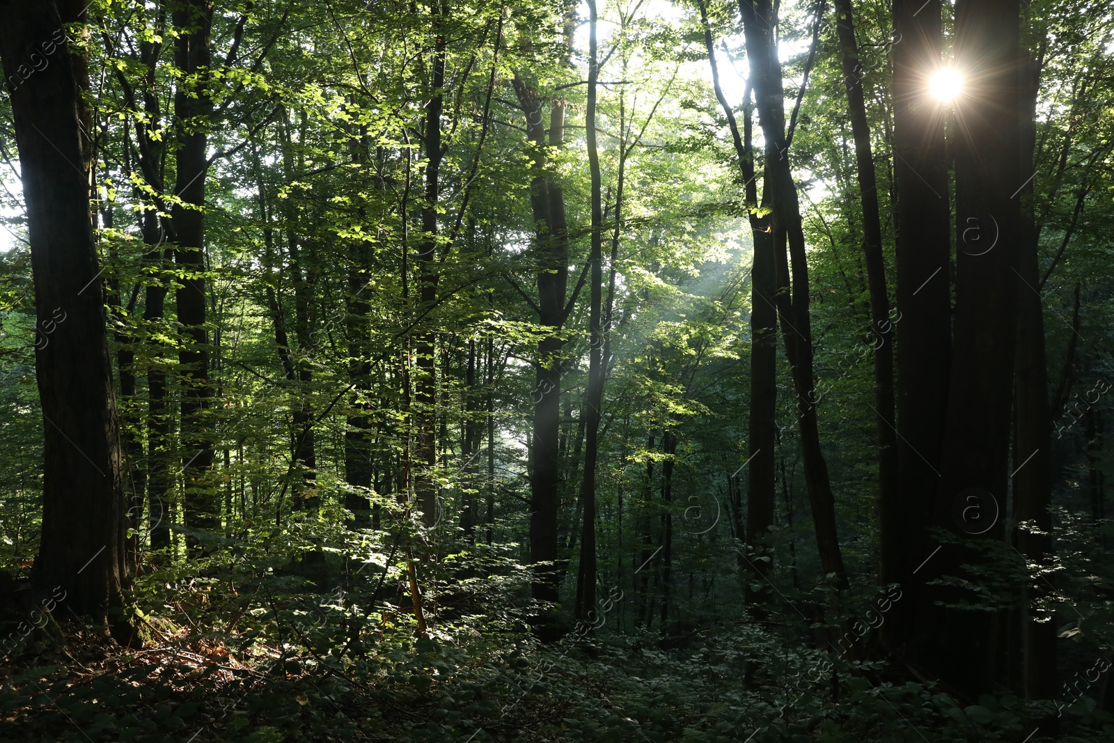 Photo of Beautiful view of forest with many trees in morning