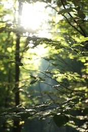 Beautiful view of forest with many trees in morning