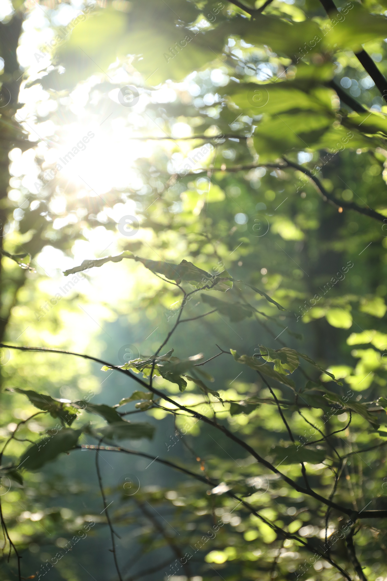 Photo of Beautiful view of forest with many trees in morning