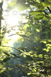 Photo of Beautiful view of forest with many trees in morning