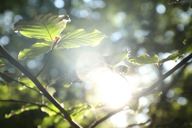 Photo of Tree branch with green leaves in morning outdoors, closeup