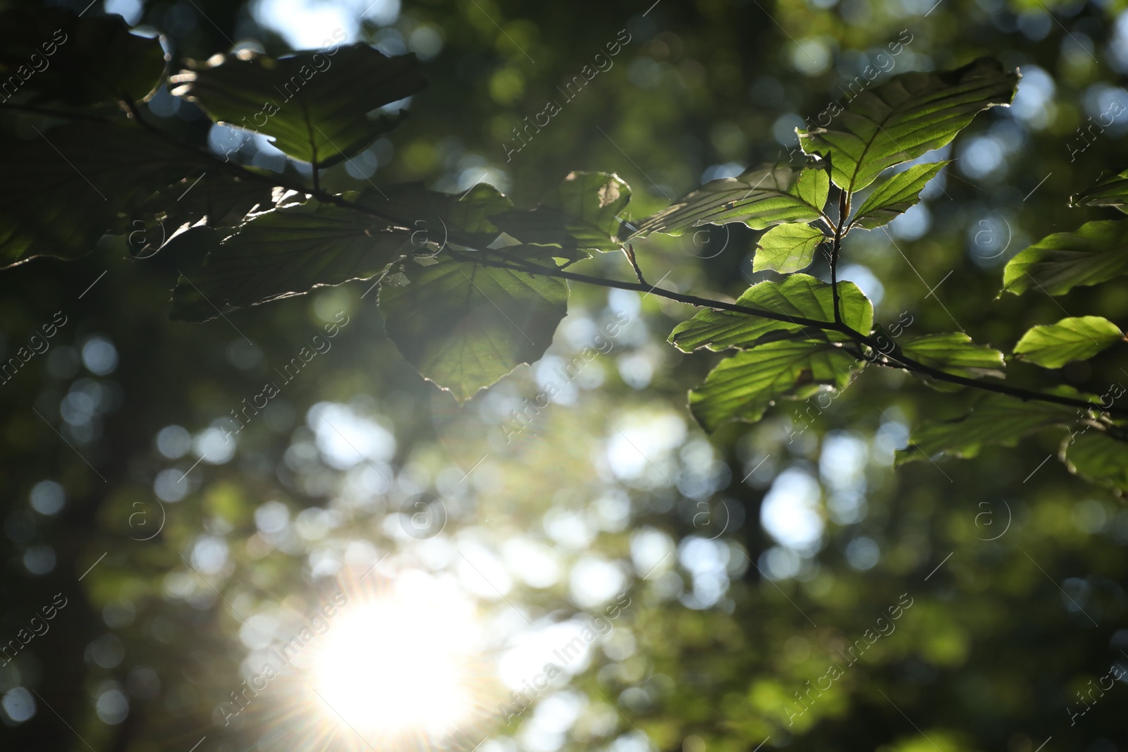 Photo of Tree branch with green leaves in morning outdoors, closeup