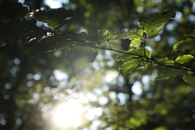 Tree branch with green leaves in morning outdoors, closeup