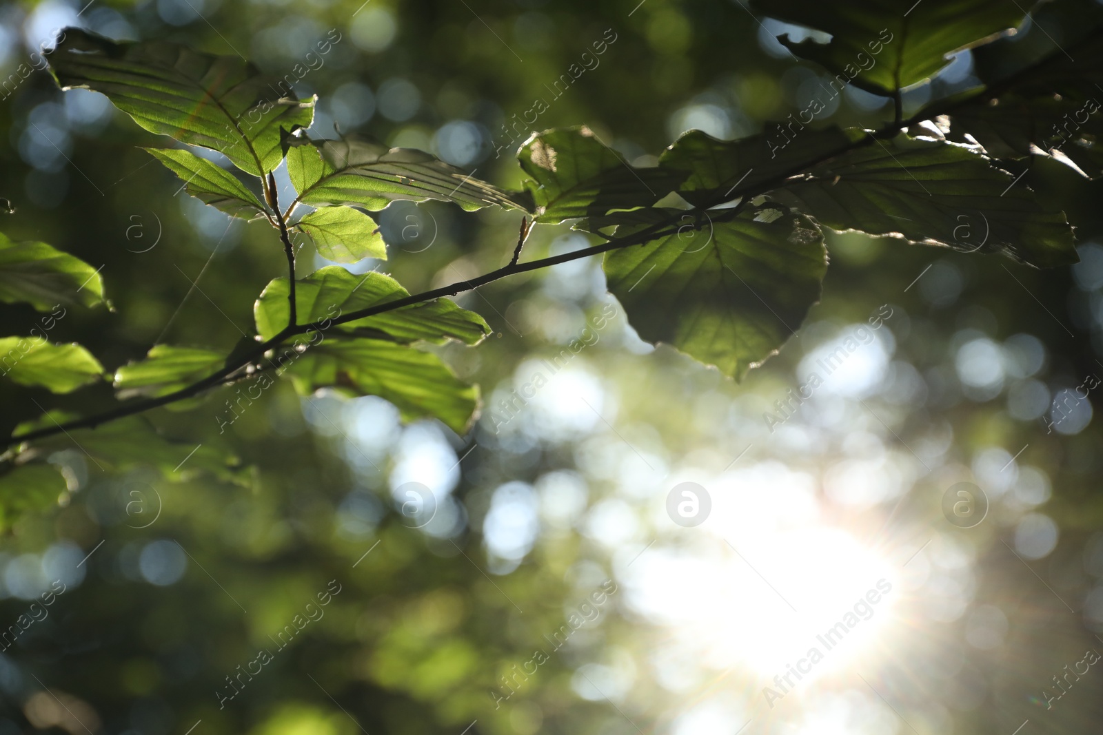 Photo of Tree branch with green leaves in morning outdoors, closeup