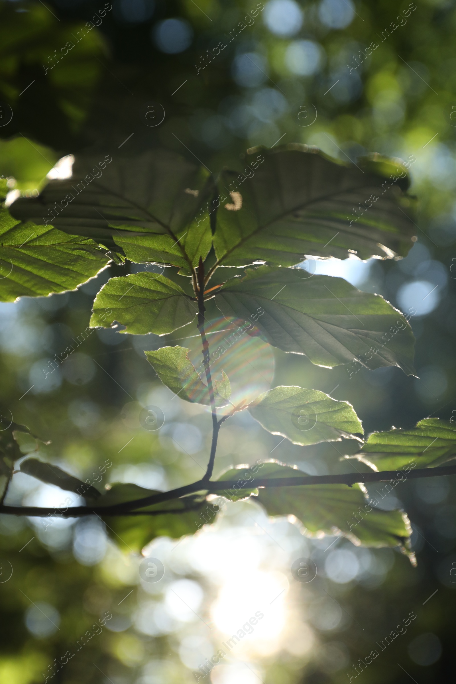 Photo of Tree branch with green leaves in morning outdoors, closeup