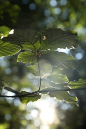 Tree branch with green leaves in morning outdoors, closeup