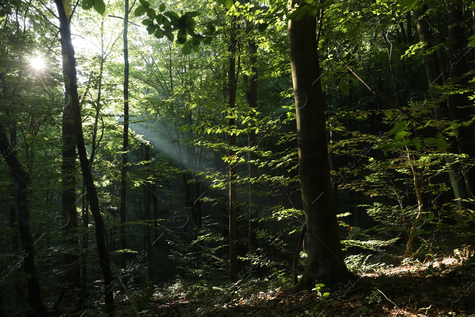 Photo of Beautiful view of forest with many trees in morning