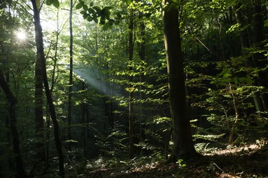 Beautiful view of forest with many trees in morning