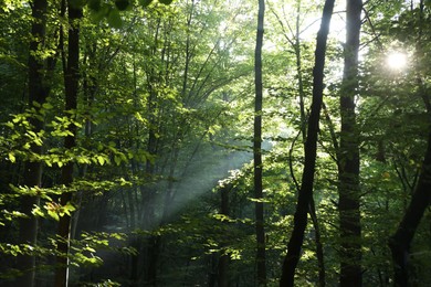 Beautiful view of forest with many trees in morning