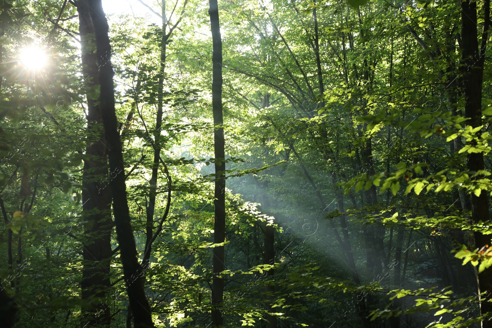 Photo of Beautiful view of forest with many trees in morning