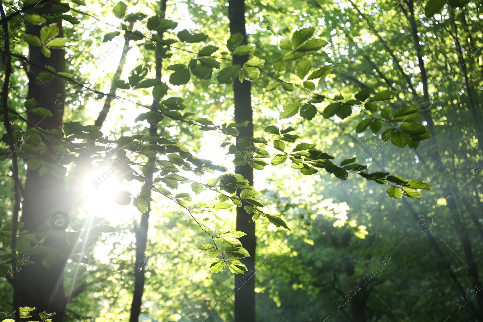 Photo of Beautiful view of forest with many trees in morning