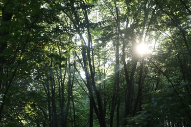 Photo of Beautiful view of forest with many trees in morning