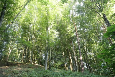 Photo of Beautiful view of forest with many trees in morning, low angle view