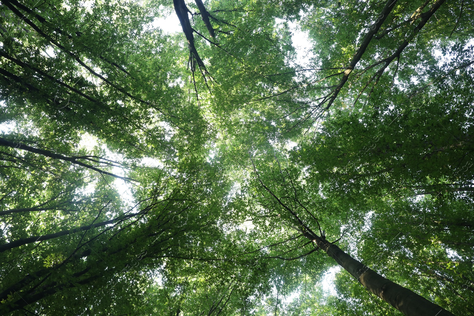 Photo of Forest with many trees in morning, bottom view