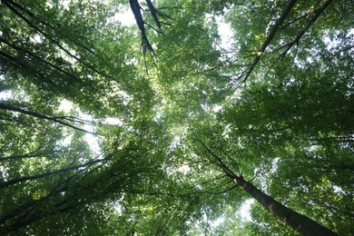 Photo of Forest with many trees in morning, bottom view