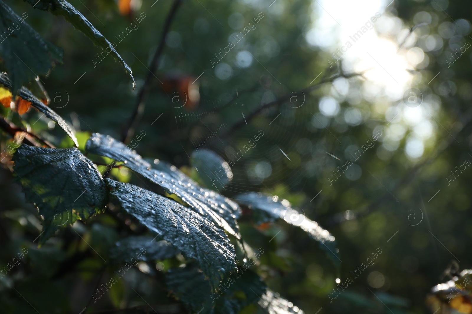 Photo of Plant with water drops and cobweb in morning outdoors, closeup