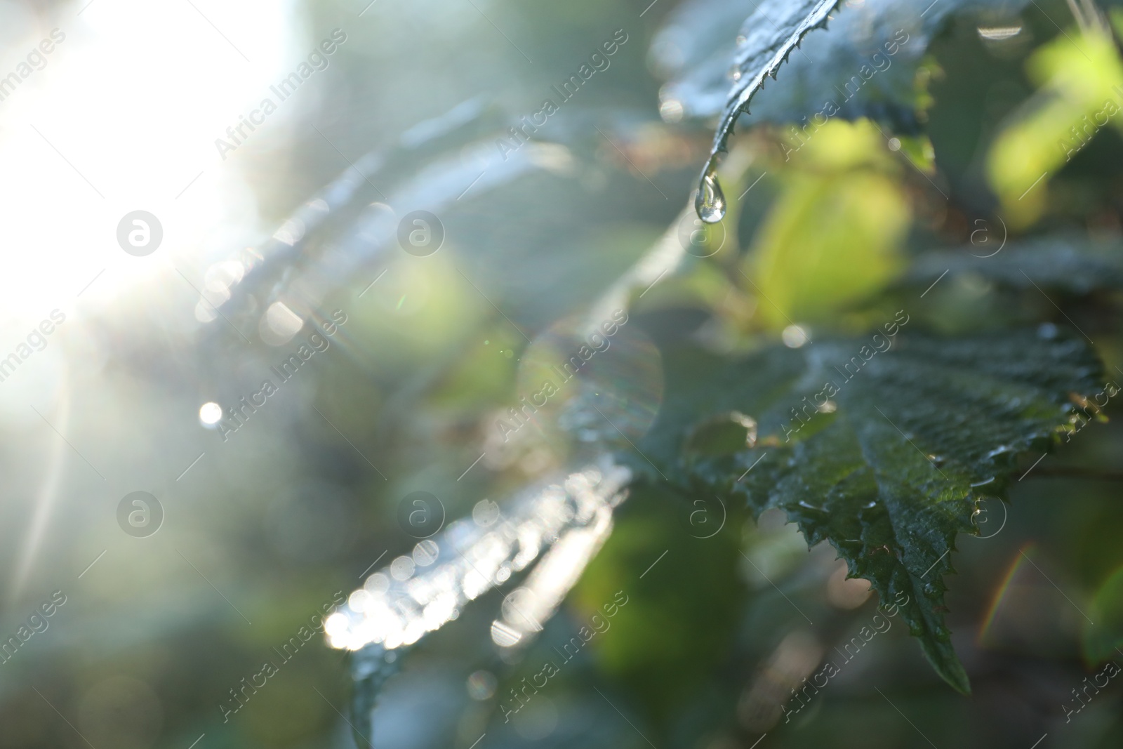 Photo of Plant with water drops in morning outdoors, closeup