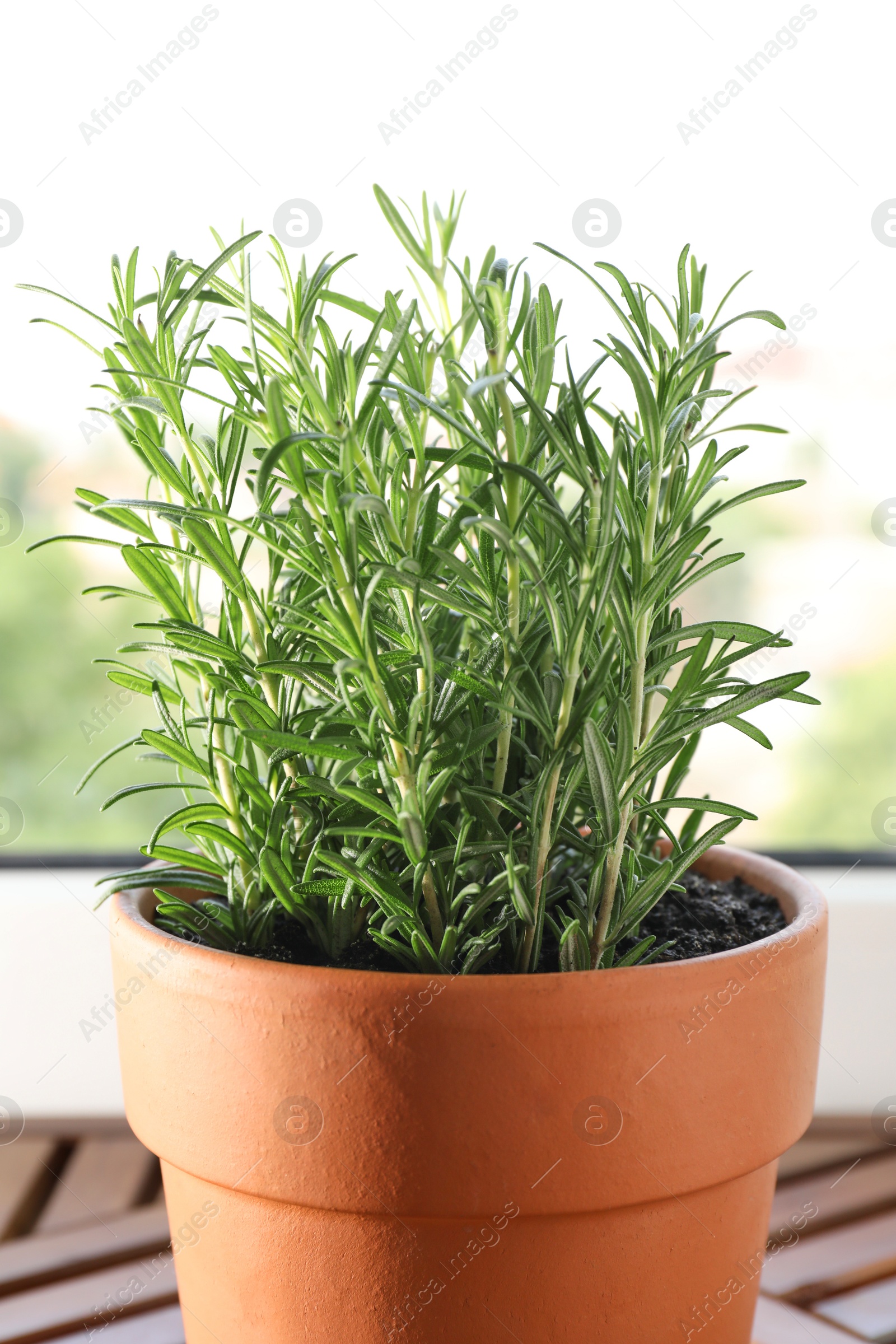 Photo of Aromatic rosemary plant in pot on wooden table near window indoors, closeup