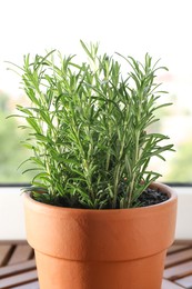 Photo of Aromatic rosemary plant in pot on wooden table near window indoors, closeup