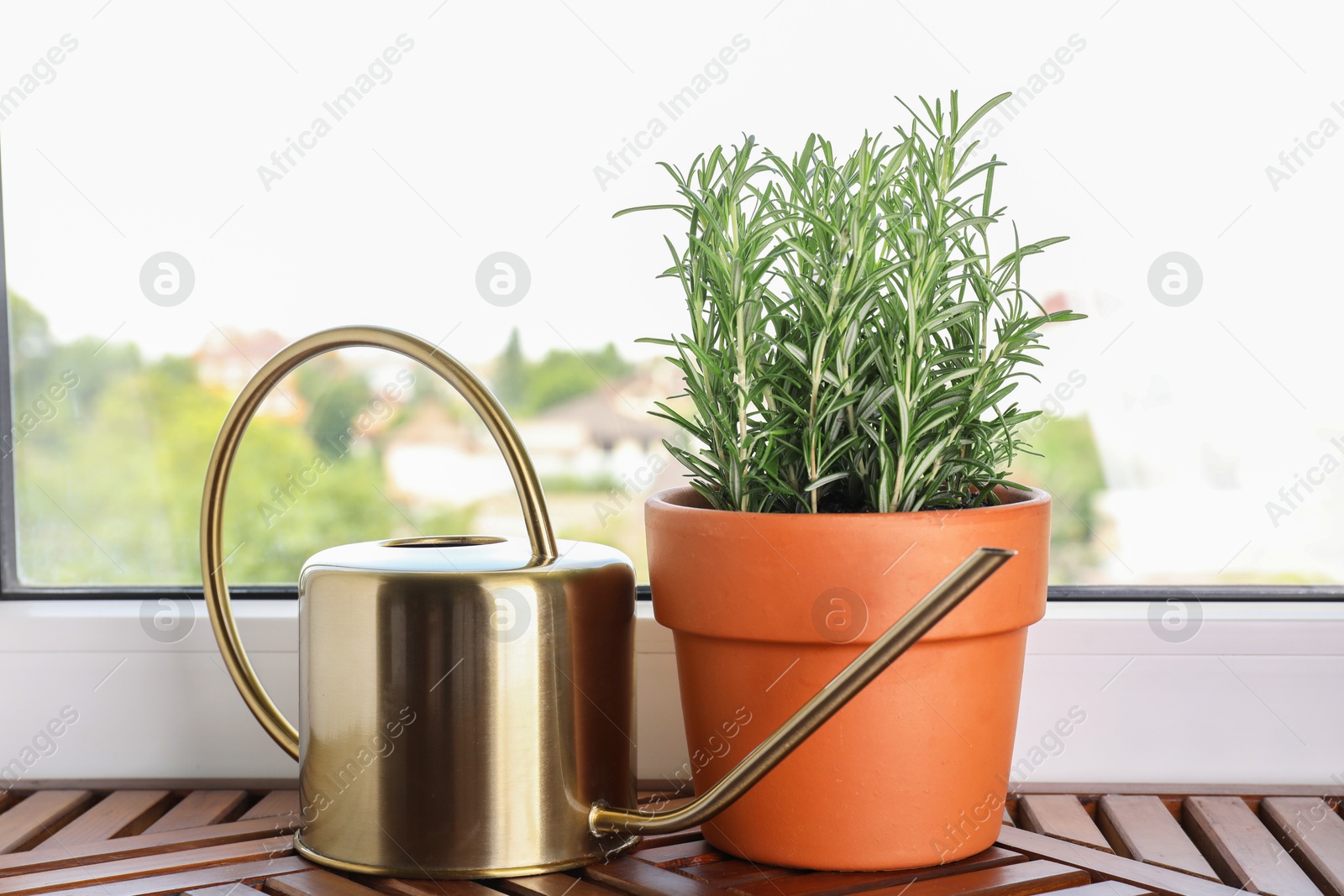 Photo of Aromatic rosemary plant in pot and watering can on wooden table near window indoors