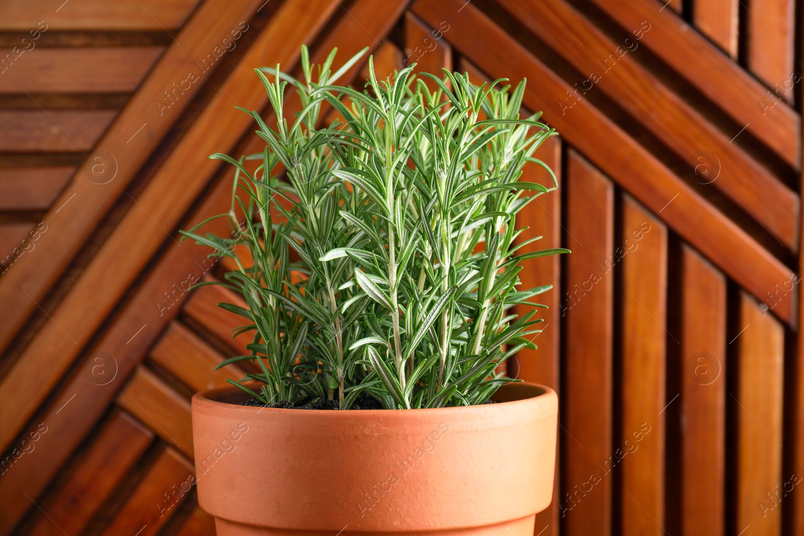 Photo of Aromatic rosemary plant in pot against wooden background, closeup