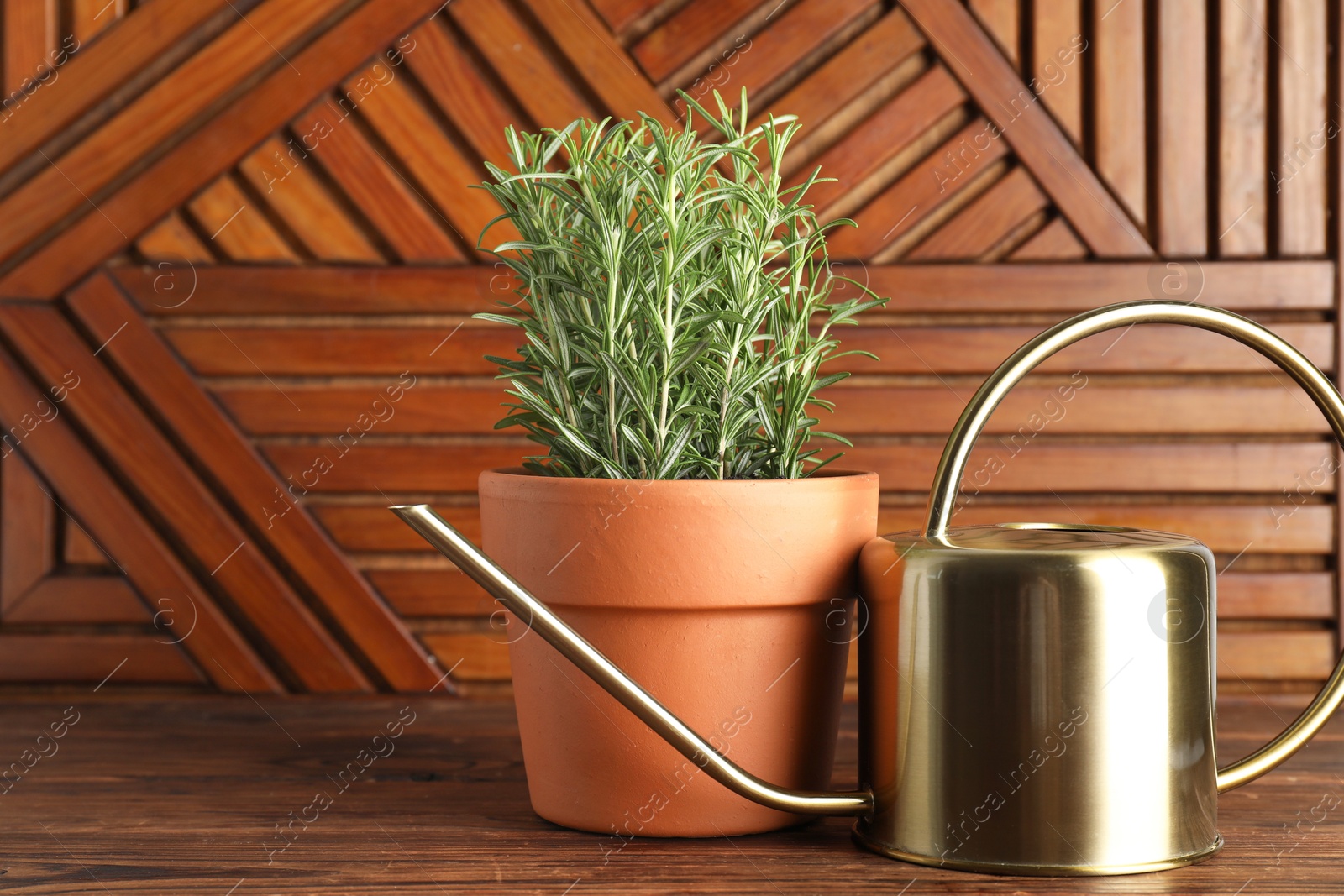 Photo of Aromatic rosemary plant in pot and watering can on wooden table, space for text