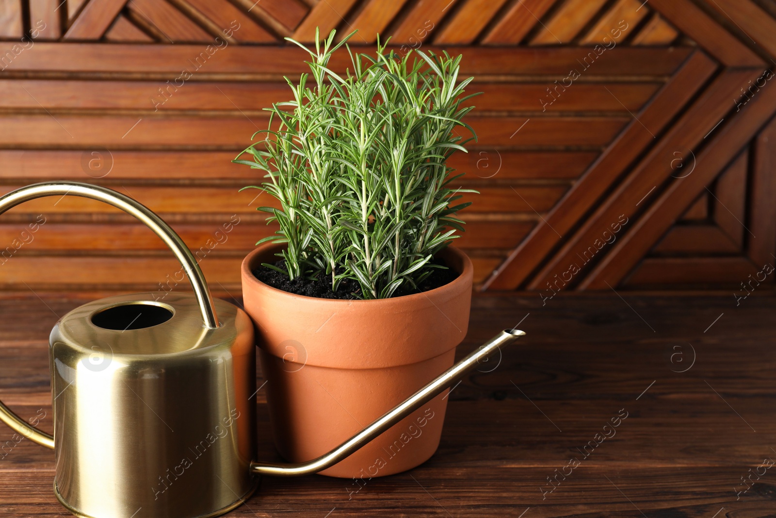 Photo of Aromatic rosemary plant in pot and watering can on wooden table, space for text