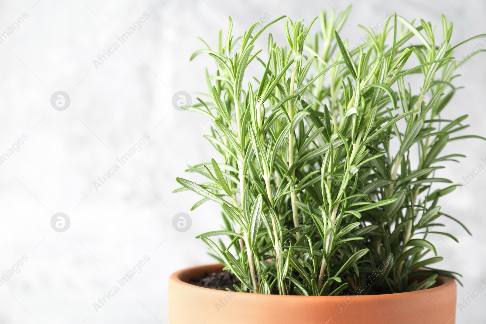 Photo of Aromatic rosemary plant in pot against light grey background, closeup. Space for text