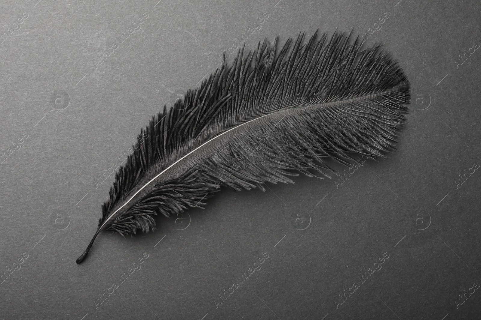 Photo of Beautiful black feather on gray background, top view