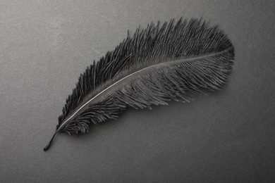 Beautiful black feather on gray background, top view