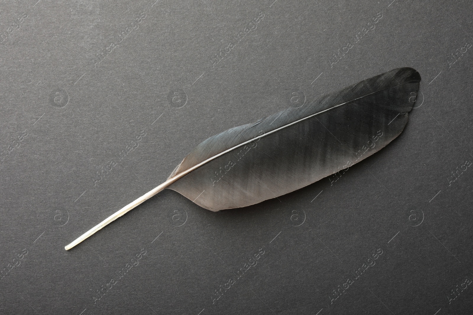 Photo of Beautiful black feather on gray background, top view