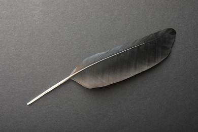 Beautiful black feather on gray background, top view