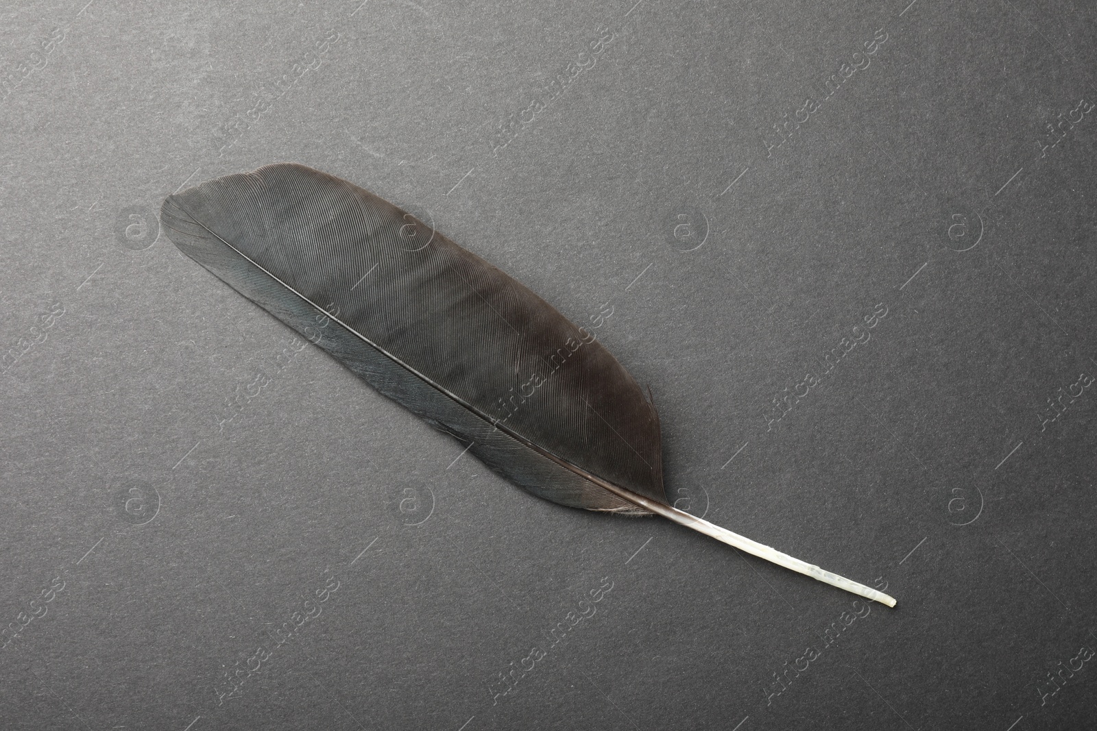 Photo of Beautiful black feather on gray background, top view