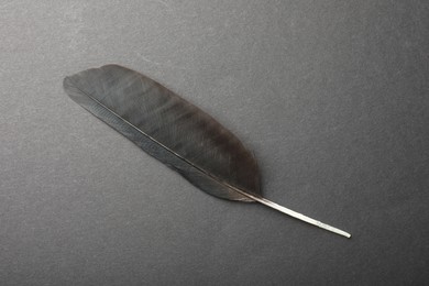 Beautiful black feather on gray background, top view