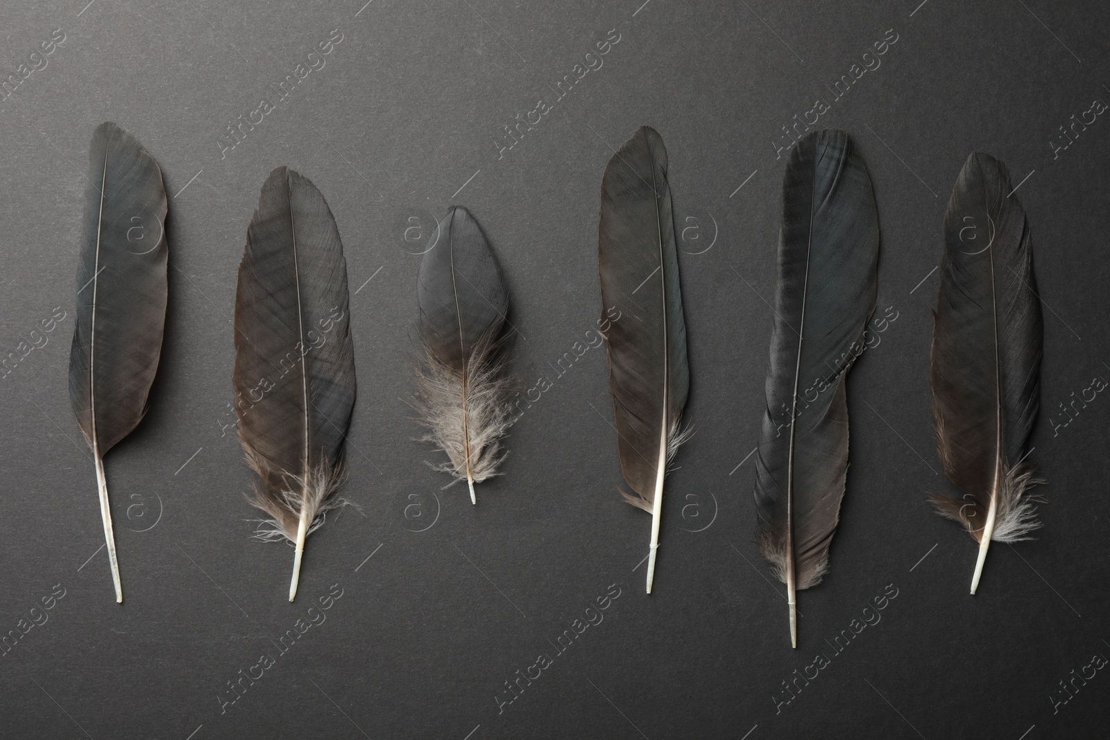 Photo of Beautiful black feathers on dark gray background, top view