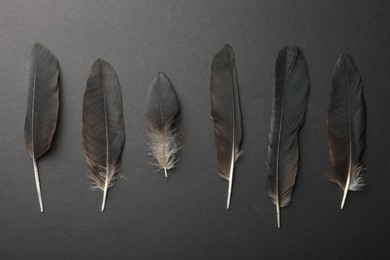 Beautiful black feathers on dark gray background, top view