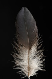 One beautiful bird feather on black background, closeup