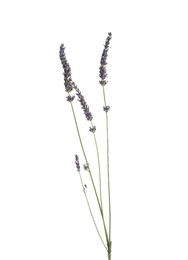 Photo of Branch of beautiful lavender flowers isolated on white