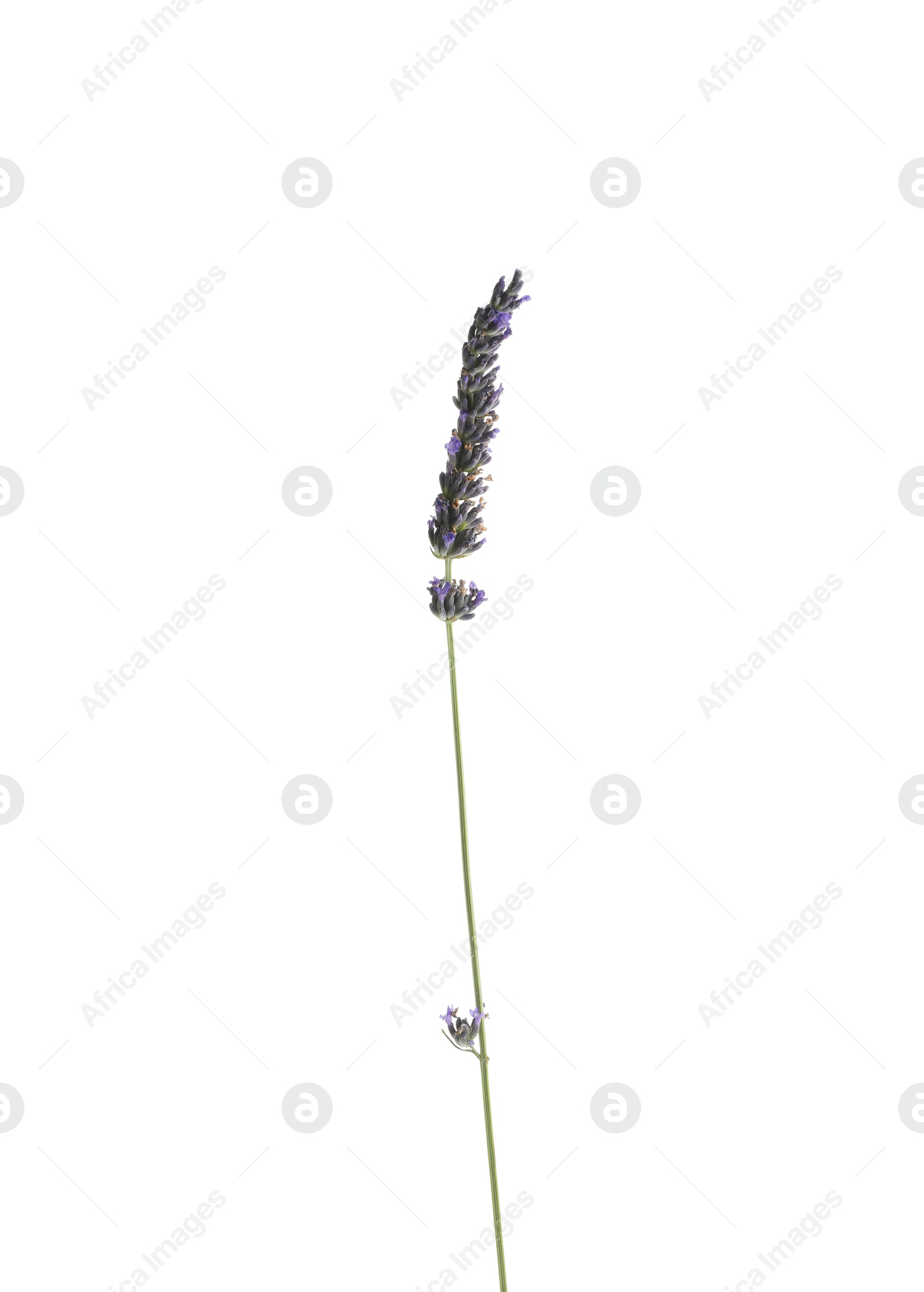 Photo of One beautiful lavender flower isolated on white