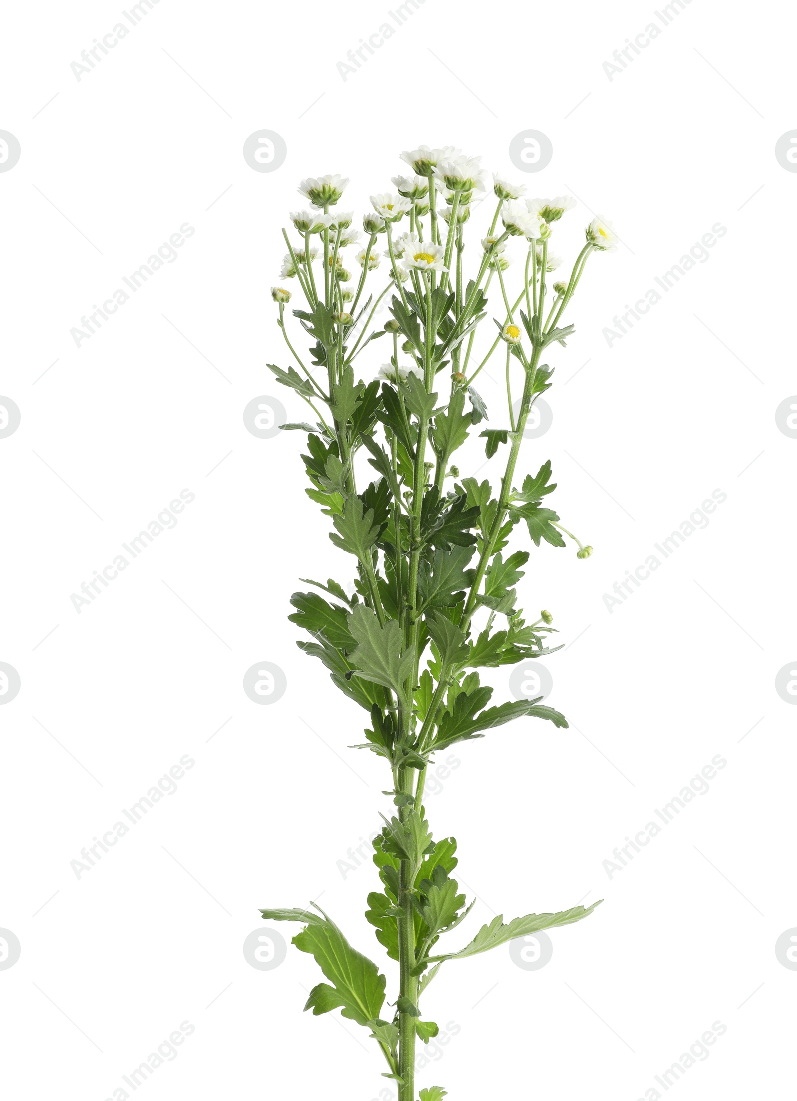 Photo of Branch of beautiful chamomile flowers isolated on white