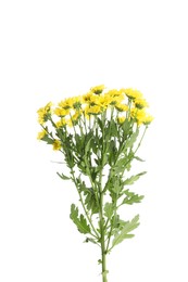 Photo of Beautiful yellow chrysanthemum flowers isolated on white