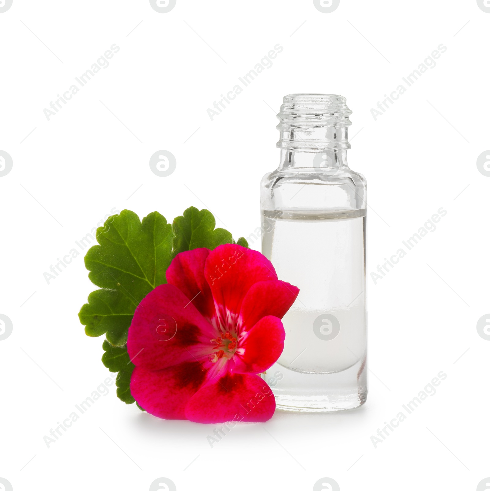 Photo of Geranium essential oil in bottle and beautiful flower isolated on white