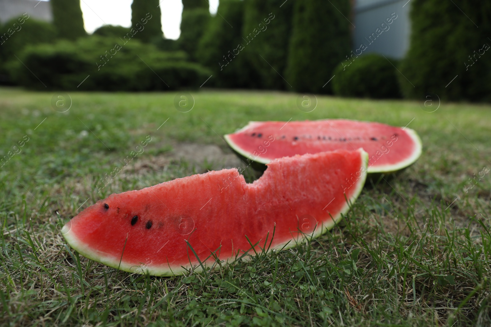 Photo of Cut juicy watermelon on green grass outdoors