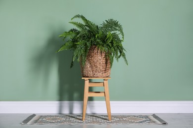 Green plant in wicker basket on wooden stool near color wall