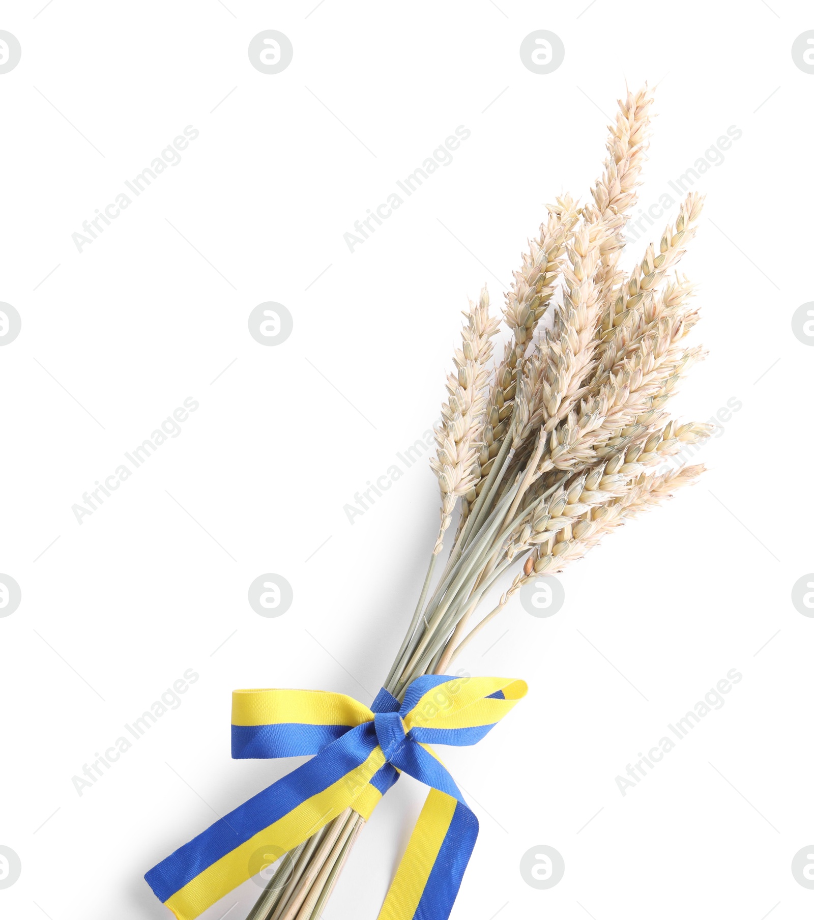 Photo of Ears of wheat with ribbon in colors of Ukrainian national flag isolated on white