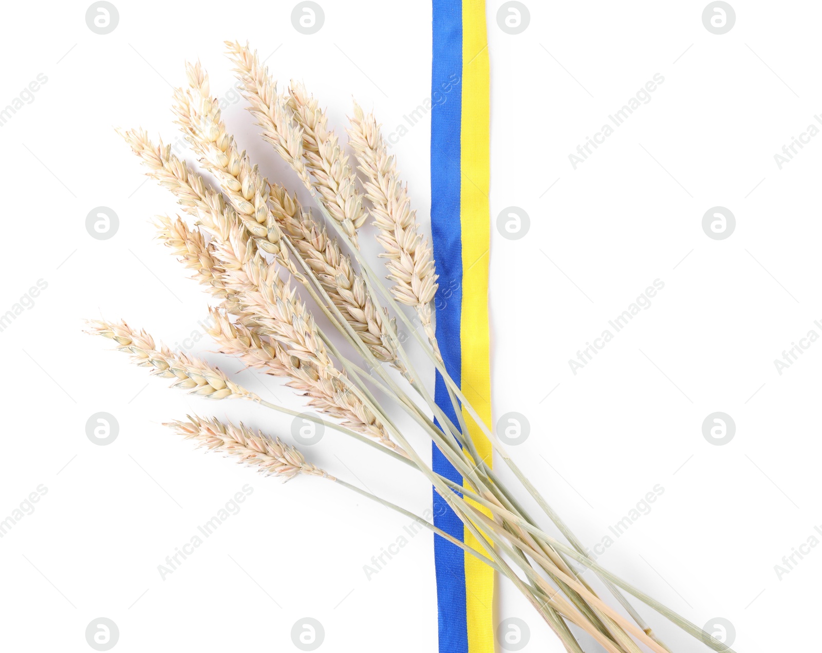 Photo of Ears of wheat with ribbon in colors of Ukrainian national flag isolated on white, top view