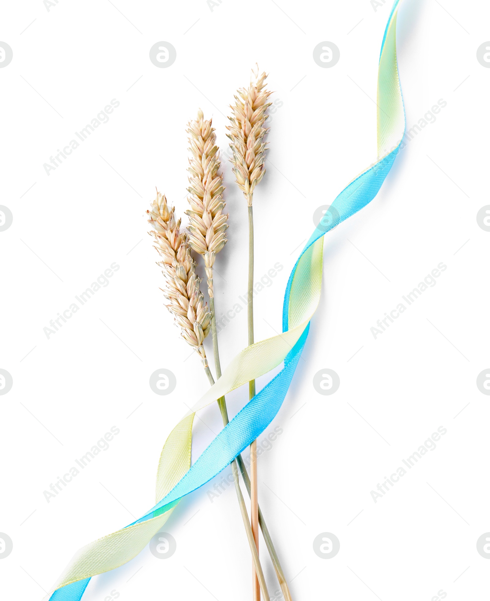 Photo of Ears of wheat with ribbons in colors of Ukrainian national flag isolated on white, top view