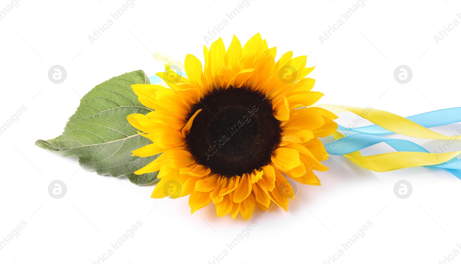 Photo of Sunflower, leaf and ribbons in colors of Ukrainian national flag isolated on white