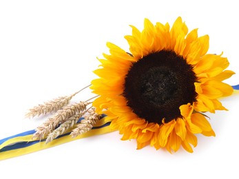 Photo of Sunflower, ears of wheat and ribbons in colors of Ukrainian national flag isolated on white